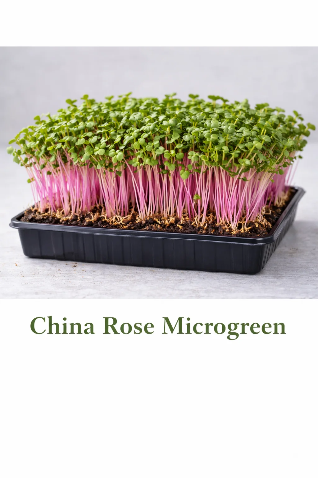 China Rose – Live Microgreens - 300gm