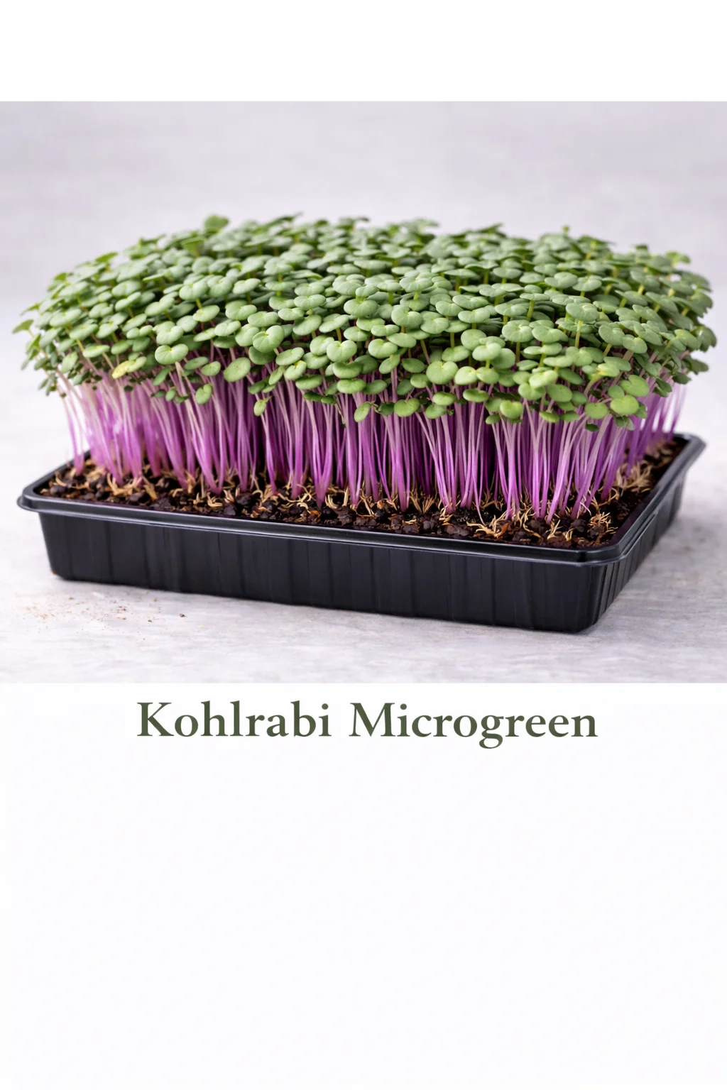 Kohlrabi – Live Microgreens - 300gm