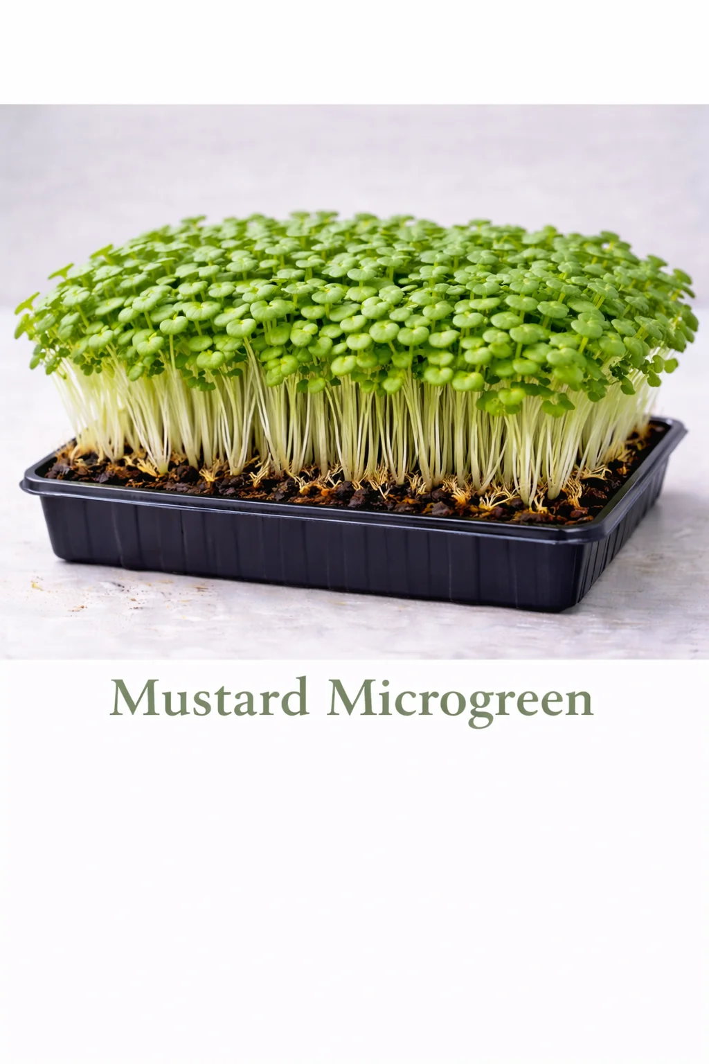 Green Mustard – Live Microgreens - 300gm