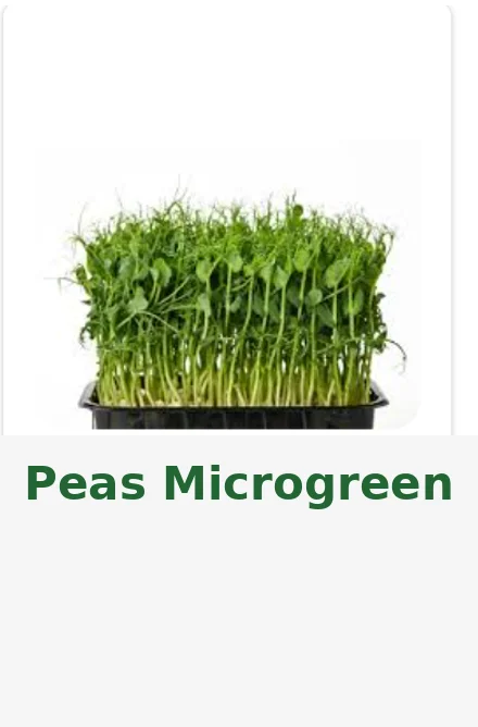 Peashoots – Live Microgreens - 300gm