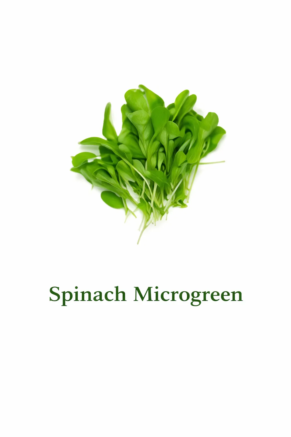 Spinach – Live Microgreens - 300gm