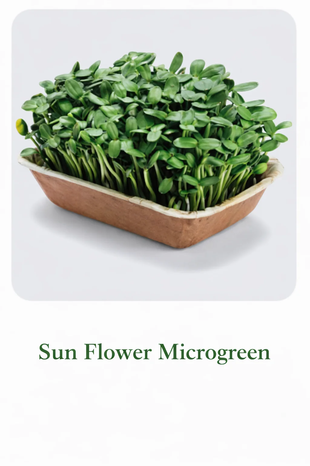 Sunflower – Live Microgreens - 300gm