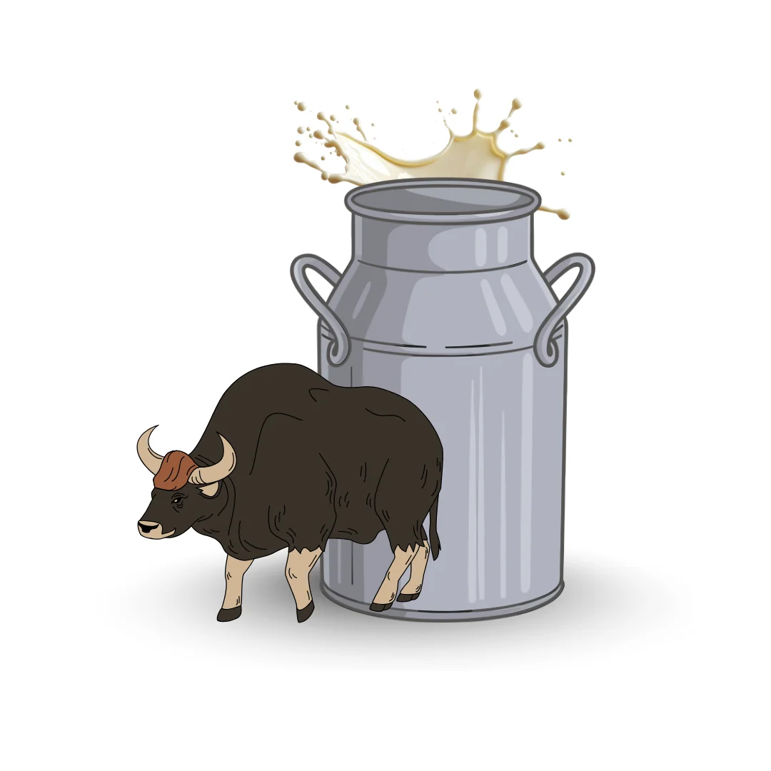 Buffalo Milk category