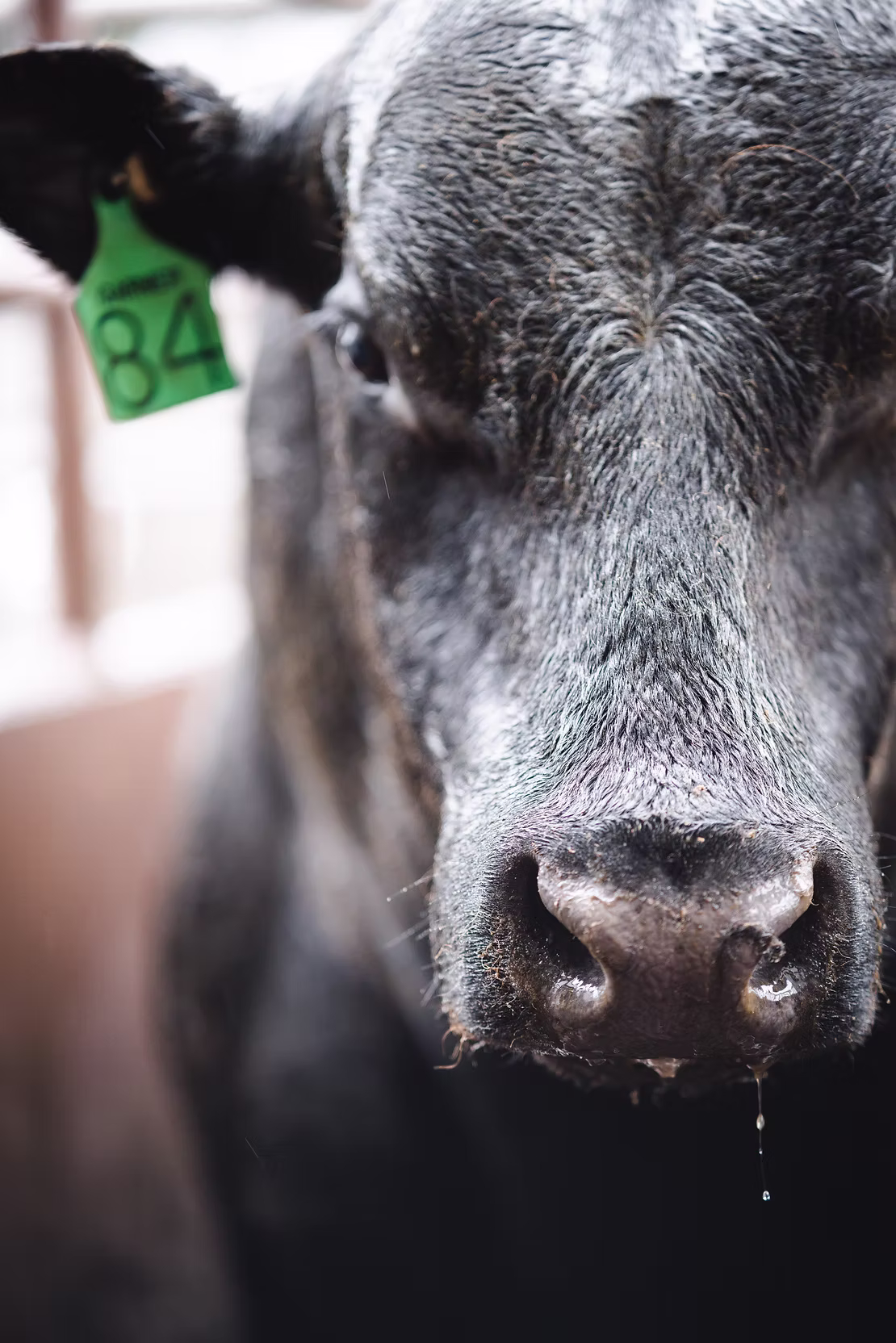 Common diseases in cows and buffaloes. Quick guide on how to treat these diseases.