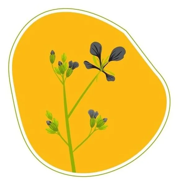 Mustard Women
