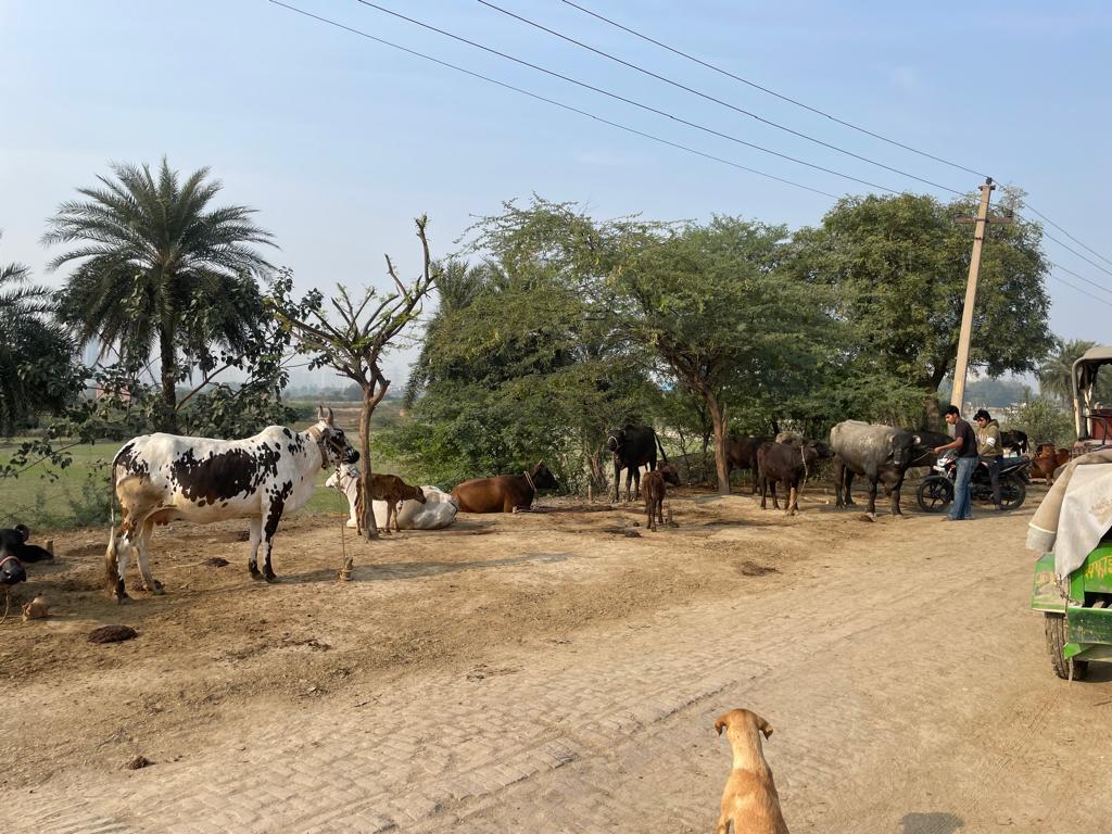 Fresh pure Buffalo milk-500 ml from Kapil, Gharbara village, Greater Noida