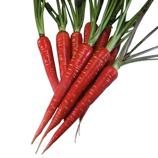 Red carrot gajar (organically-grown) - 500 gm