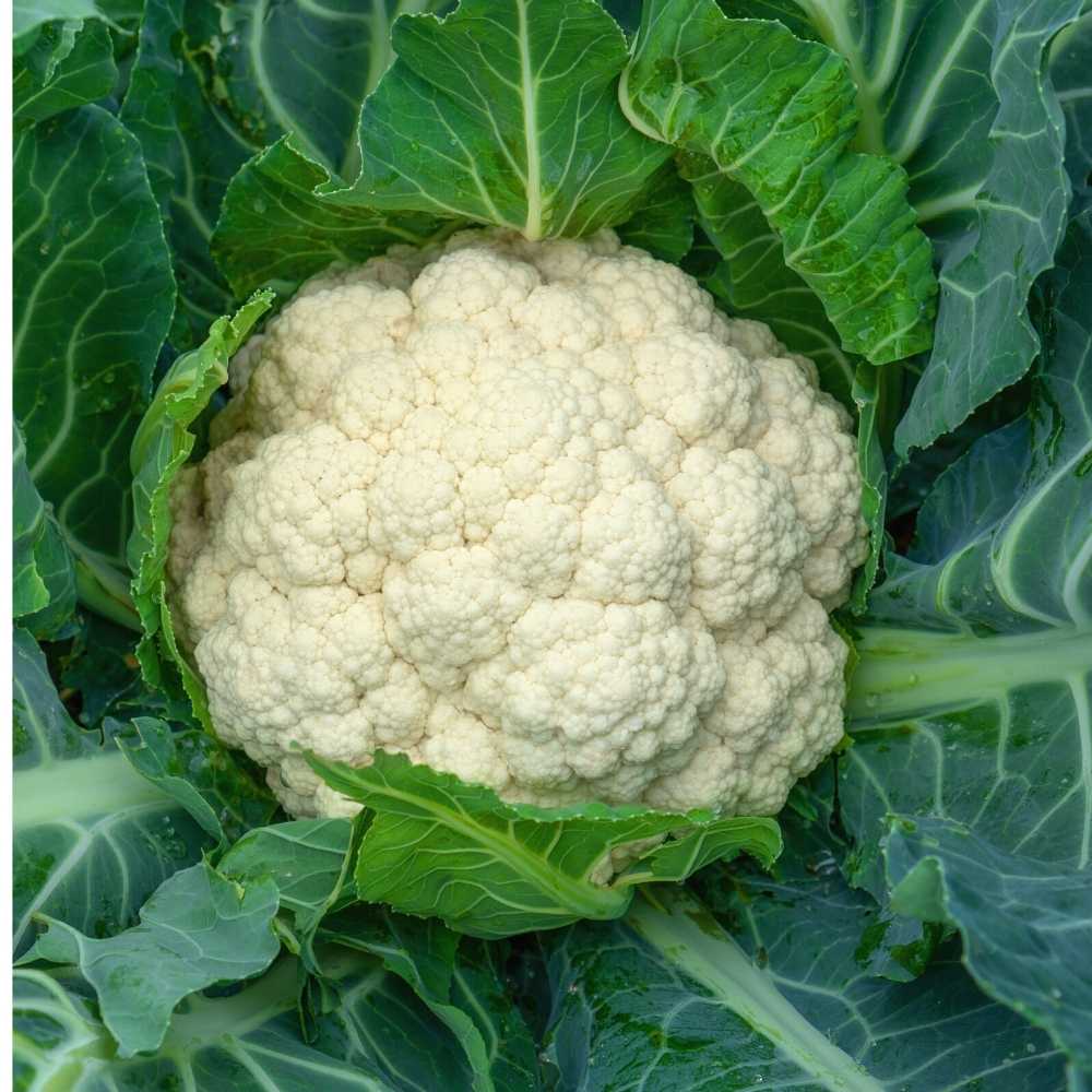 Cauliflower (phool gobhi) - 500 gm