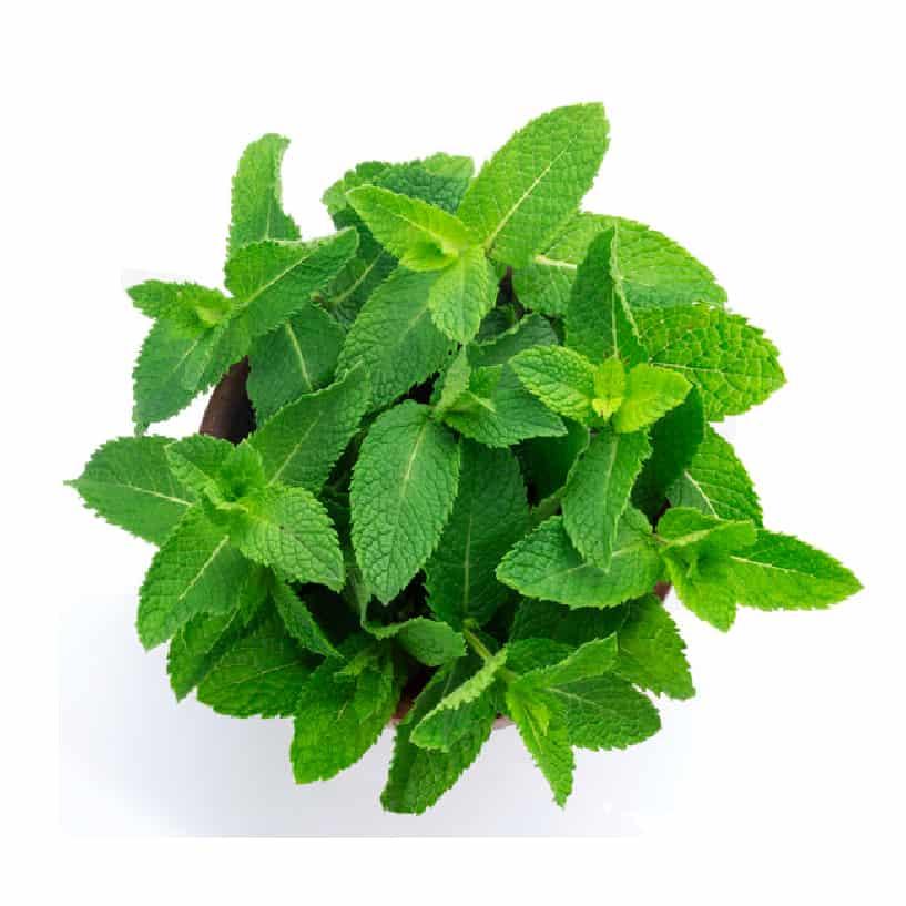 Mint (Pudina) - 1 bunch