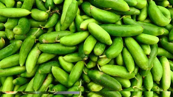 (Ivy Gourd) Kundru 
