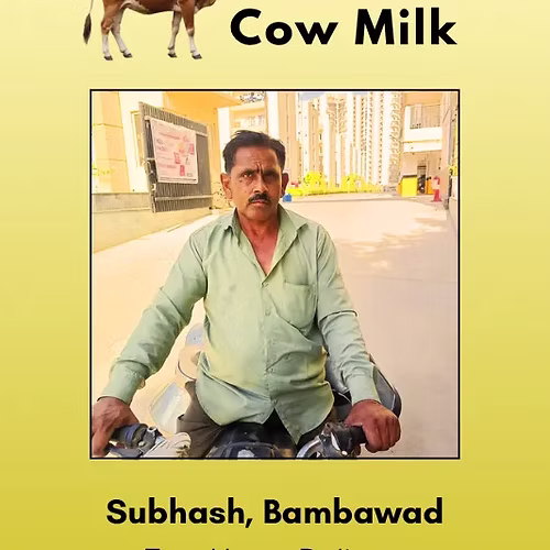 Fresh and Pure Cow Milk- 500 ml From Subhash, Bambawad