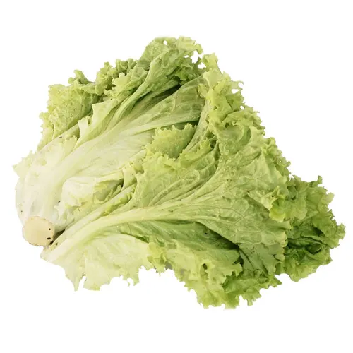 Green Lettuce (Hara Lettuce)-500g from Manoj bhati