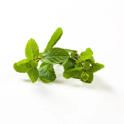Mint (Pudina)-500 from Bhole fruits and vegetable