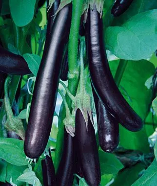 Long Eggplant (Lamba Baingan) -500g from Satvik Fresh