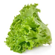 Green Lettuce (Hara Lettuce)  (500gm)  From Shivani fruits and Vegetables
