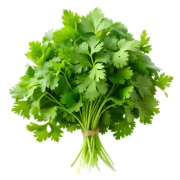 Green Coriander (Dhaniya) (250gm) From Kanhaiya Fresh Vegetables