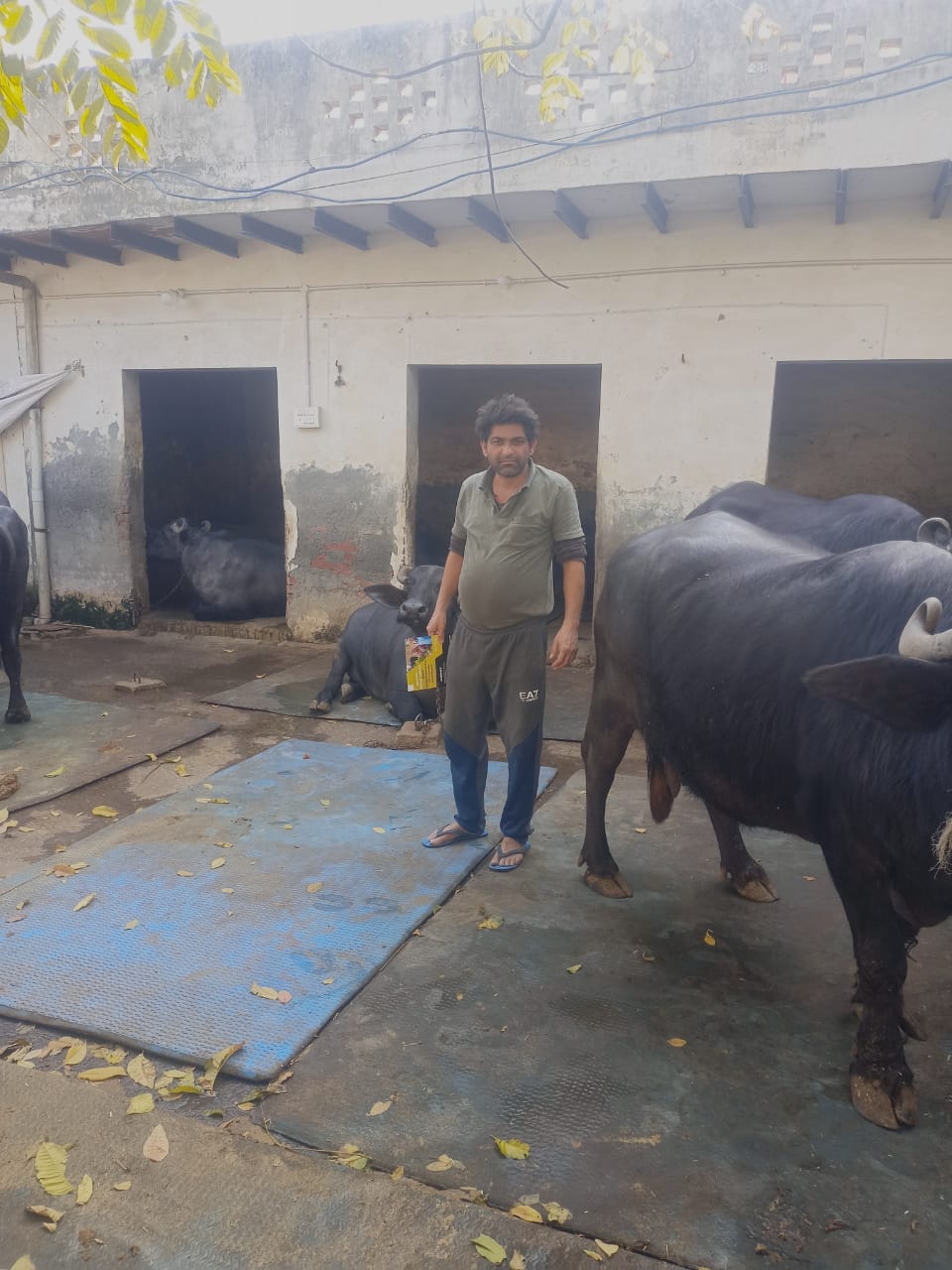 Narendra Singh Nagar Dairy