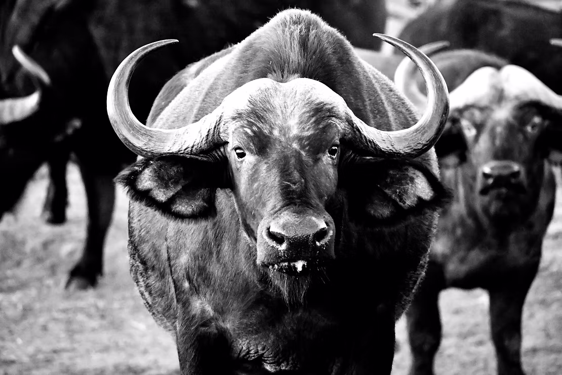 Buffalo milk benefits: Excellent source for nutrition!