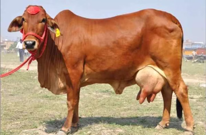 Indian Cow Breeds: A Brief Overview