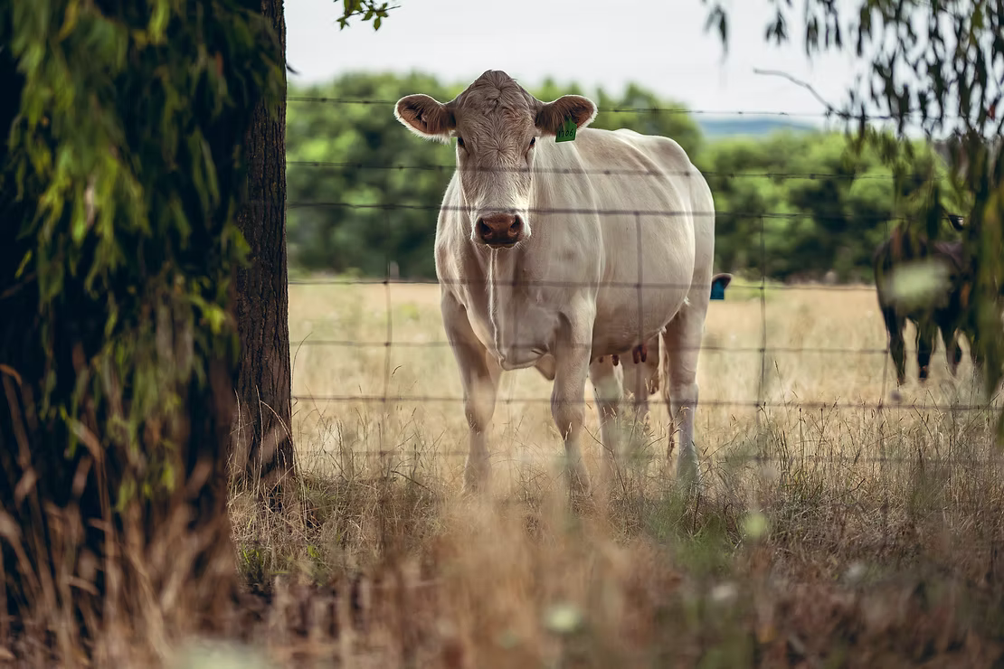A2 Cow Milk from Indian desi cows: Full of nutrition and taste.