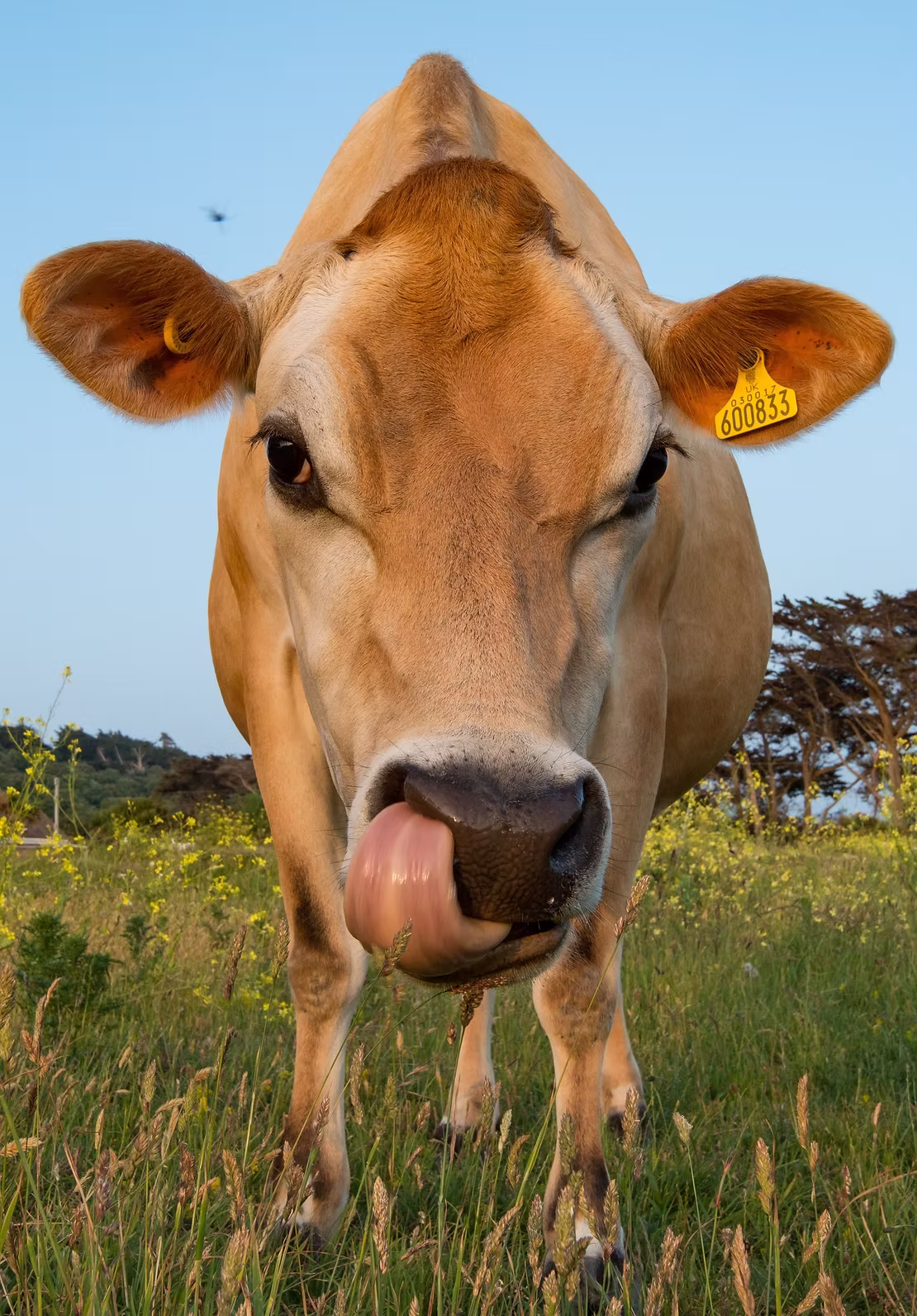 Jersey cows, popular breed in India, high production and good quality milk. Read to know benefits!
