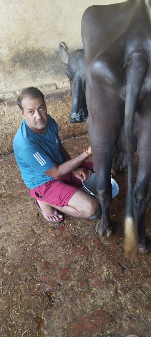 Fresh Buffalo Milk 500 ML from Sumit Nagar, Nawada Village