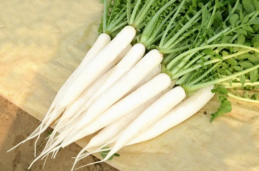 Radish (Mooli 500gm) from Green Garden