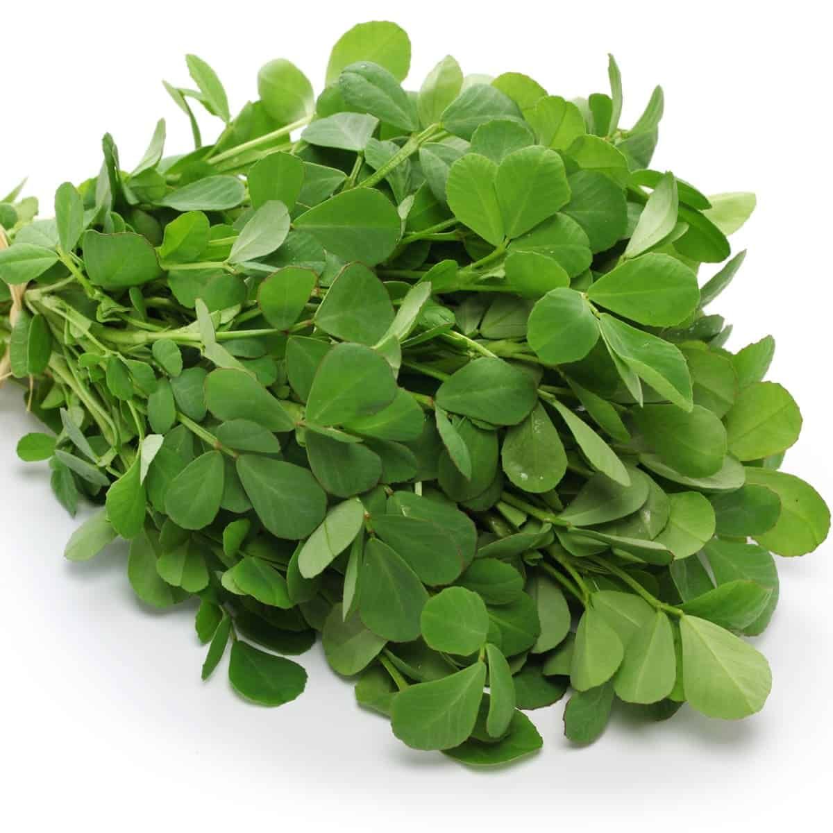 Fenugreek Leaves (Hari Methi) - (500gm) From Mukeem Fresh Vegetables