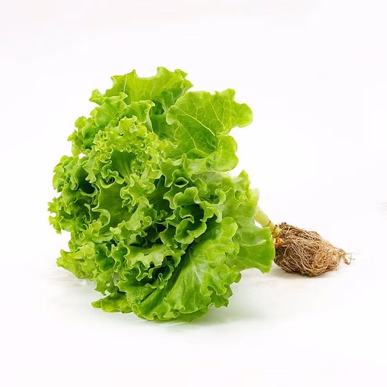 Only Hydroponic lettuce (locarno) - (120-250gm)